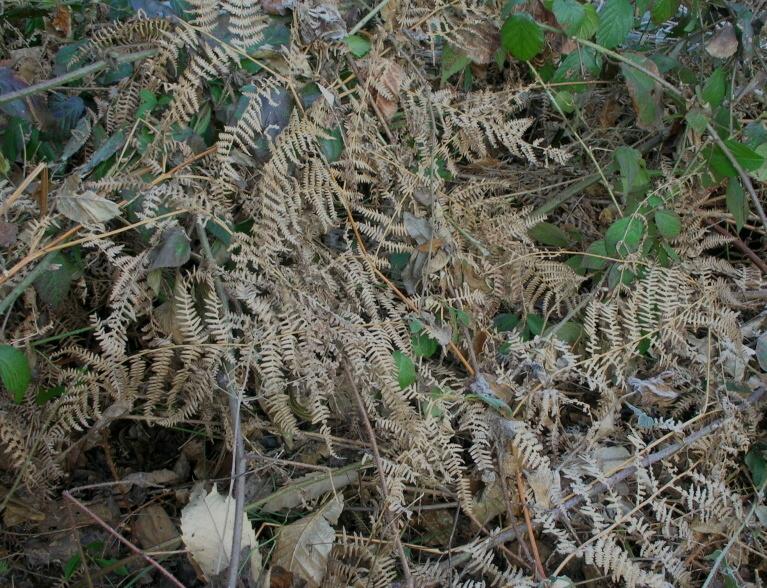 Pteridium aquilinum / Felce aquilina